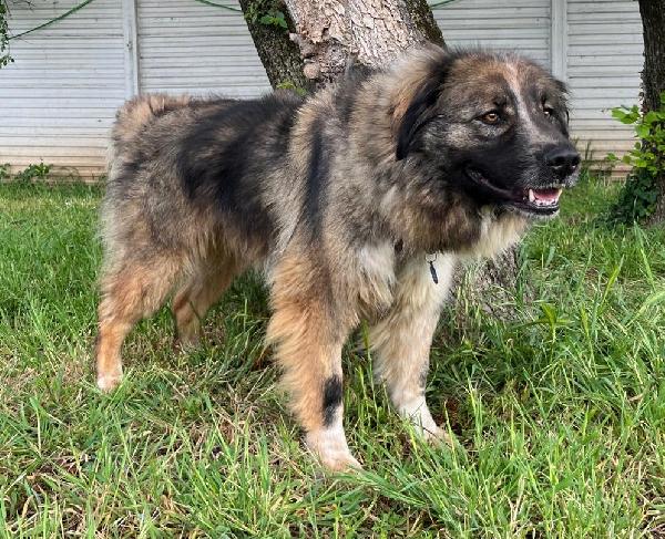 PRUGNA BELLISSIMA Foto 2